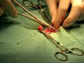 Cat Spay