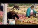 Apple Turners