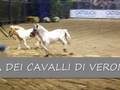 videos de mini pony cavalli di razza schettland alla fiera cavalli