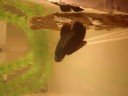 Red Dragon HMPK Makeing Bubble Nest! Red Dragon HMPK Makeing Bubble Nest!
