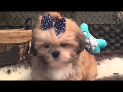 Teddy bear face, Lhasa Apso puppy