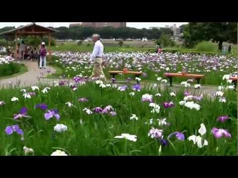 how to replant iris flowers