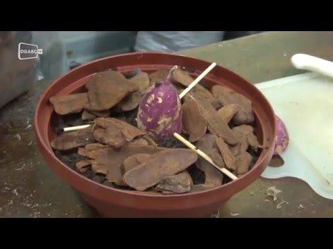 Saiba montar um arranjo ornamental com batatas; veja vídeo 