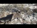 the-playfulness-of-baby-sea-lions-galapagos-video-4.html