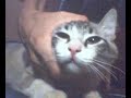 Falecido bichano MINGAL