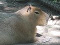 Capybara