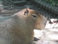 Capybara