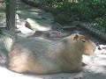 Capybara