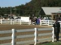 IEA showing Ringo