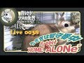 【 Live! 】ウサギは留守番中 0038　2019年2月22日