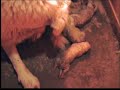 Come Nasce un Pastore Abruzzese. the Birth of a Maremma Come Nasce un Pastore Abruzzese. the Birth of a Maremma
