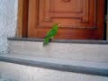 lo incleible loro subiendo escaleras de su casa lo incleible loro subiendo escaleras de su casa