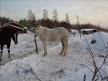 Sanni-poni
