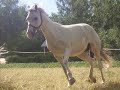Sanni-poni