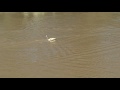 3 AQUACRAFT REEF RACER 2s pt. 1 ( LOSS OF A GOOD ANTENA) 3 AQUACRAFT REEF RACER 2s pt. 1 ( LOSS OF A GOOD ANTENA)
