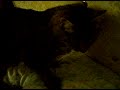 My 16yr old cat,Tigger My 16yr old cat,Tigger