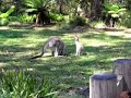 Greetings From Australia