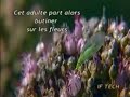 ecologie-protection-du-jardin-avec-la-chrysope.html