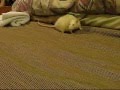 Salty my pet rat (RIP)