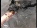 Braco Alemán de Pelo Corto video