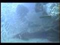 Goliath Grouper WWll   Wreck