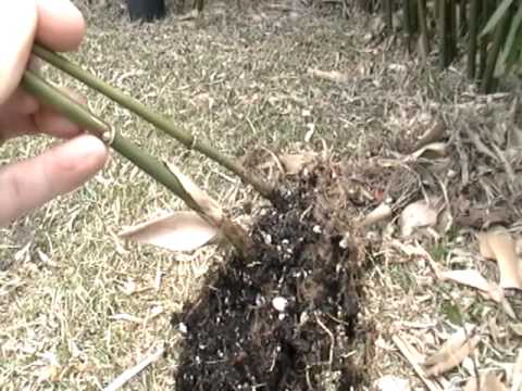 how to dig up bamboo and replant