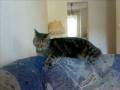 lady maus