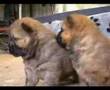 A kiss from a Chow Chow