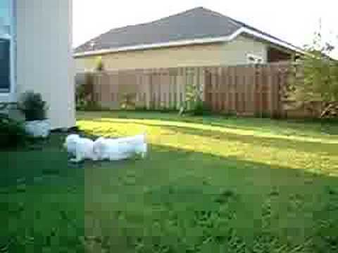 maltese dog racing