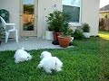 maltese-dog-racing.html