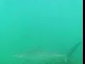 Dusky Whalers at Shelly Beach