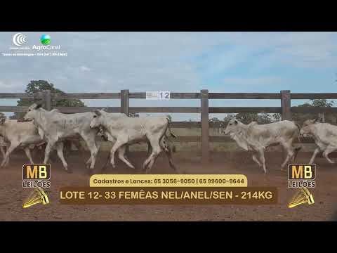 550� LEIL�O VIRTUAL MB LEIL�ES