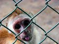 Colombia: campaña para prevenir el tráfico de fauna silvestre durante Semana Santa