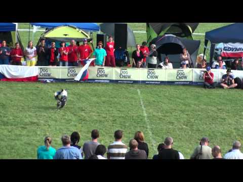 Дог-фризби чемпионат Европы 2012 в Польше.
