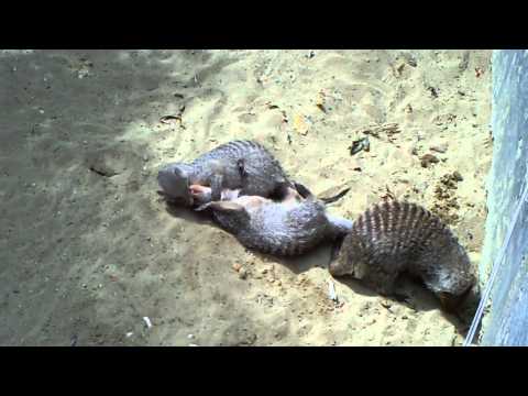 mongoose