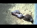 Banded Mongoose Wrestling