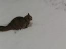 Buffey the snowball slayer