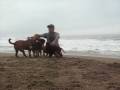 TRavesuras en la playa con mis canes