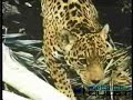Jaguar Vs Anaconda