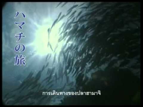 See video