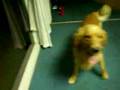 Golden Retriever video