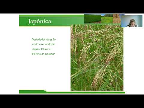 Introdução a cultura do arroz