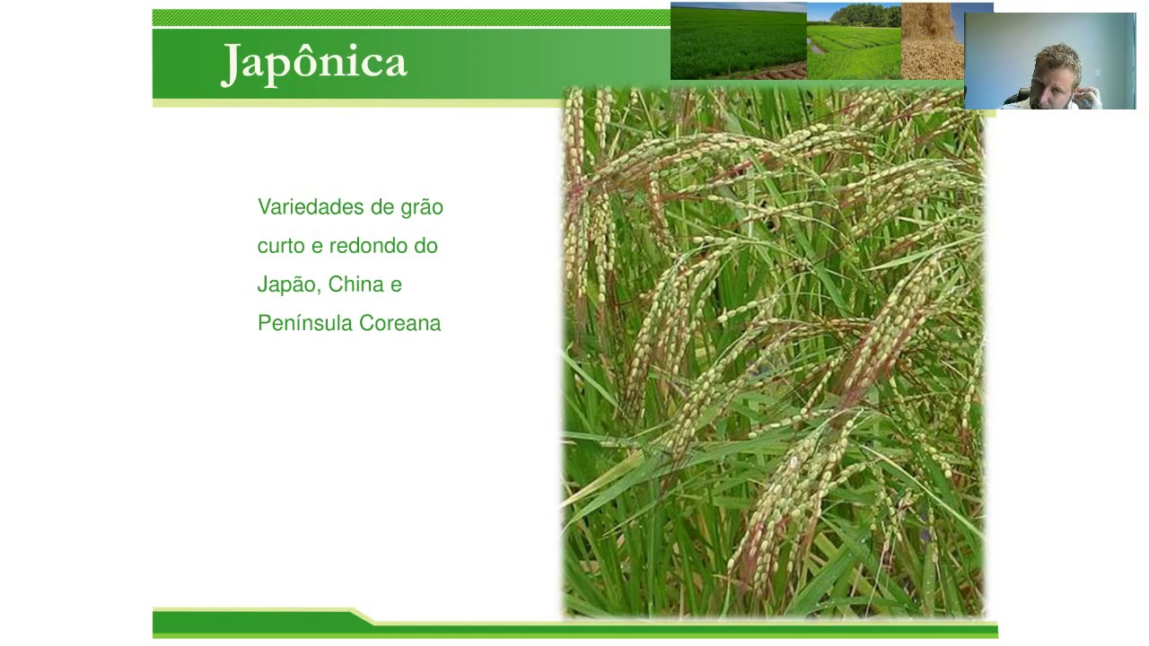 Introdução a cultura do arroz