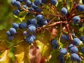 Okanagan Valley