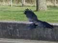 voorbijvliegende kraai