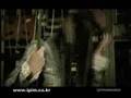 Beega MV