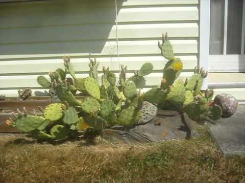 how to transplant opuntia