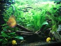 4 phylum in un acquario