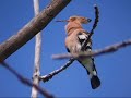 B�bosbanka | Upupa epops | Hoopoe