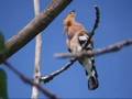 Búbosbanka | Upupa epops | Hoopoe